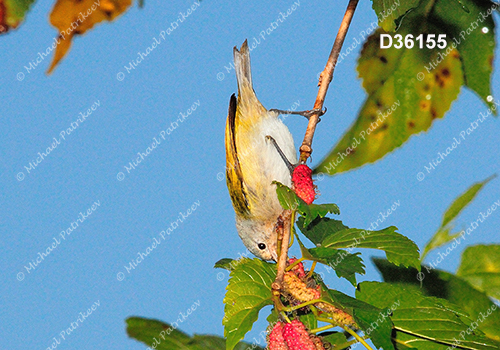 Chestnut-vented Conebill (Conirostrum speciosum)